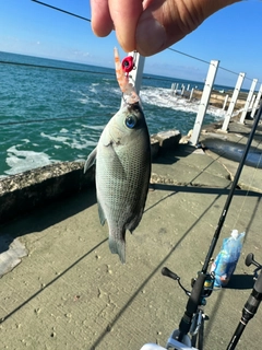 グレの釣果