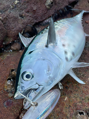 スマガツオの釣果