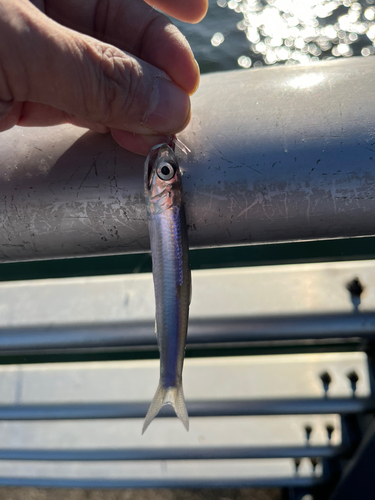 イワシの釣果