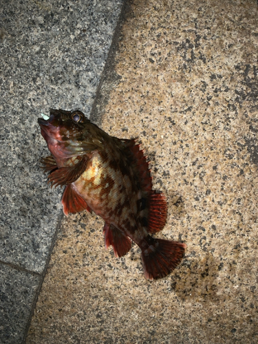 アラカブの釣果