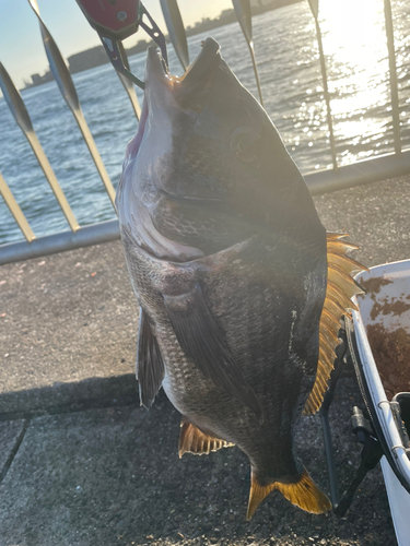 クロダイの釣果