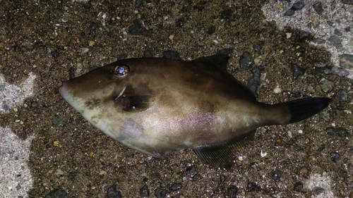 ウマヅラハギの釣果