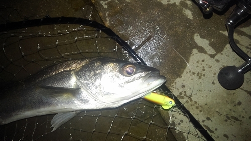 フッコ（マルスズキ）の釣果