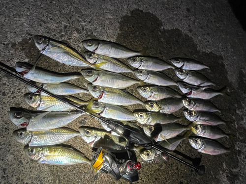 アジの釣果