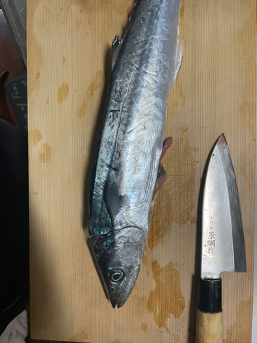 サゴシの釣果