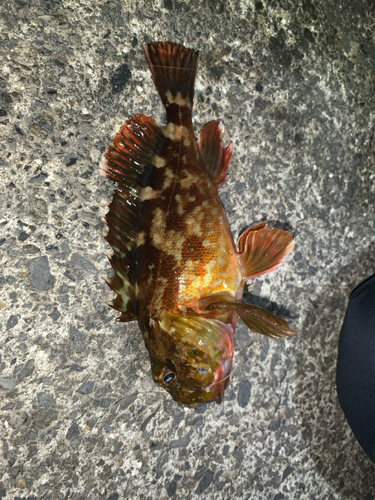 アラカブの釣果