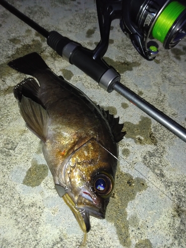 クロメバルの釣果