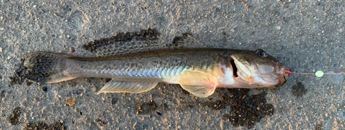 ハゼの釣果