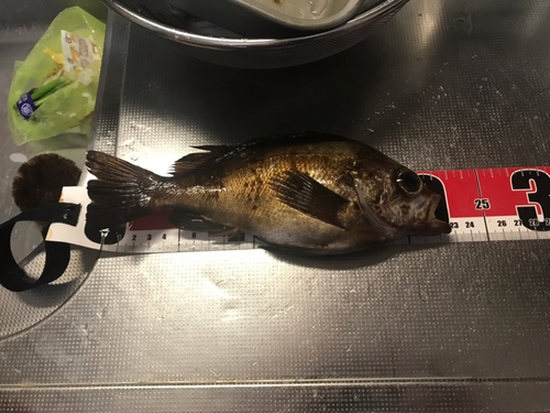 メバルの釣果