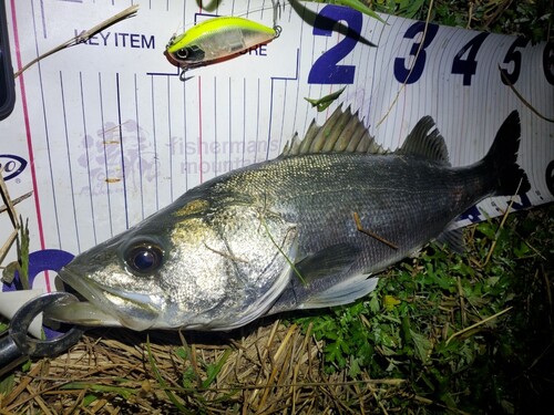 シーバスの釣果