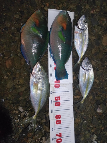 シマアジの釣果