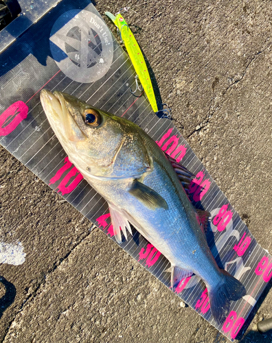 シーバスの釣果