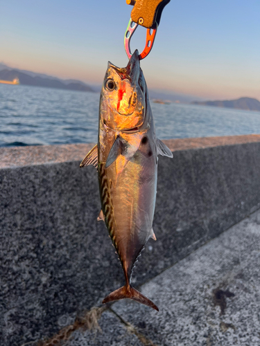 スマガツオの釣果