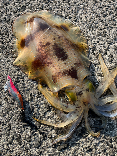 アオリイカの釣果