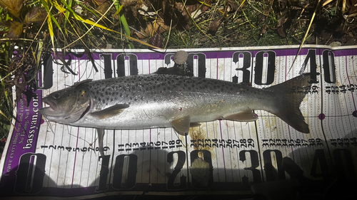 ブラウントラウトの釣果