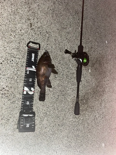 シロメバルの釣果