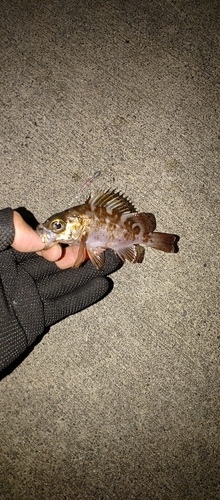 シロメバルの釣果