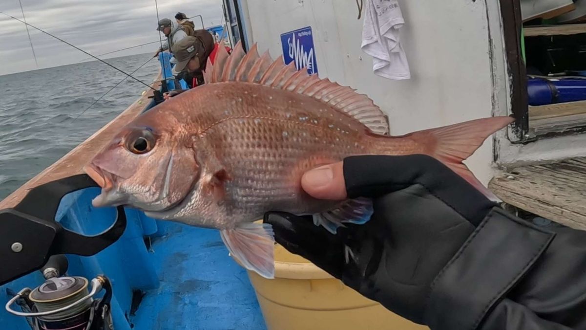 はがちゃんネルさんの釣果 2枚目の画像