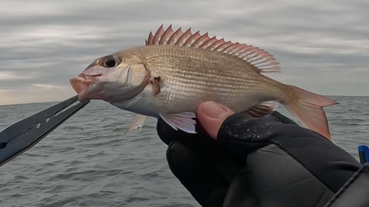 はがちゃんネルさんの釣果 3枚目の画像