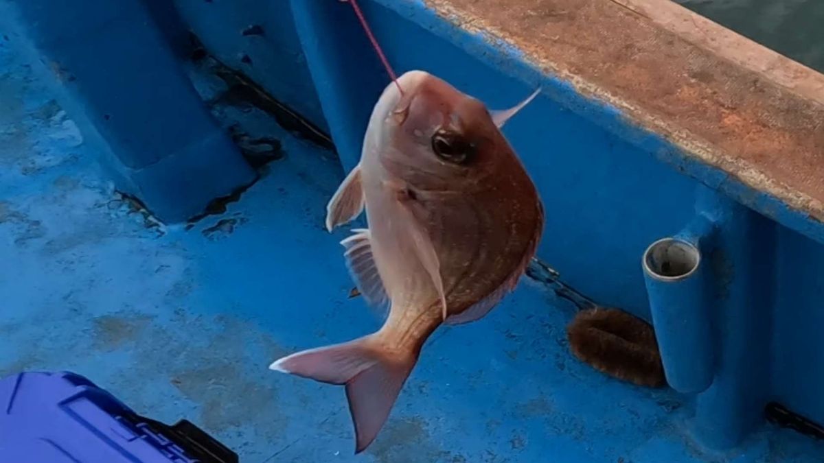 はがちゃんネルさんの釣果 2枚目の画像