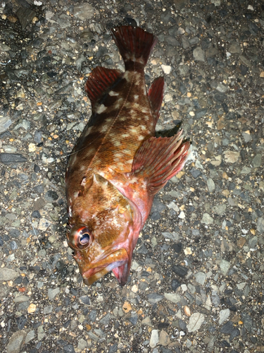 アラカブの釣果