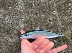 ムロアジの釣果