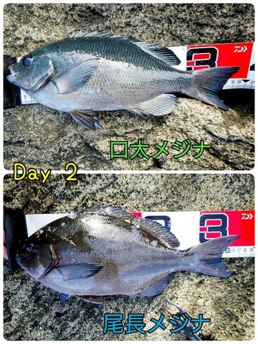 クチブトグレの釣果