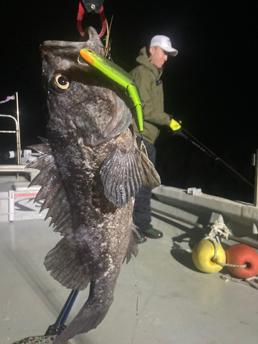 クロソイの釣果