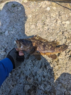 タケノコメバルの釣果