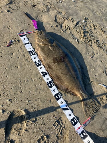 ヒラメの釣果