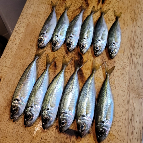 アジの釣果