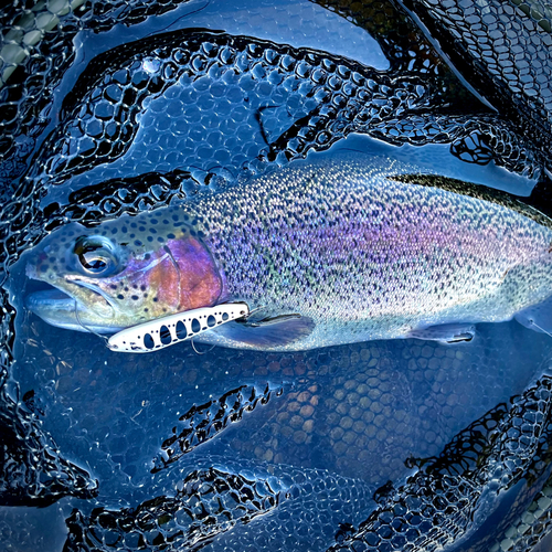 ニジマスの釣果