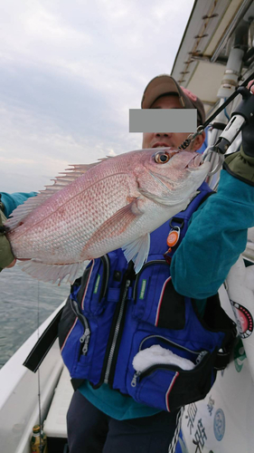 マダイの釣果