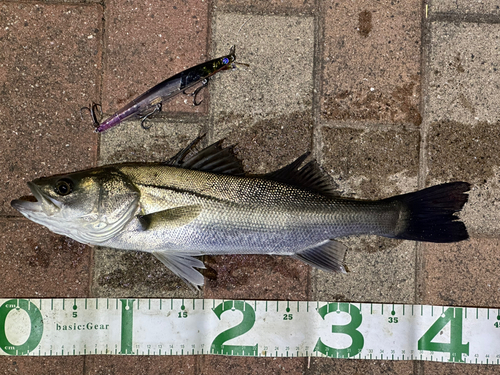 シーバスの釣果