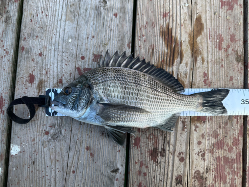 チヌの釣果