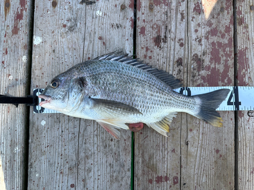 キチヌの釣果