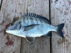 メイタの釣果