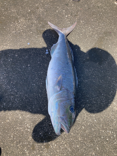 アオチビキの釣果