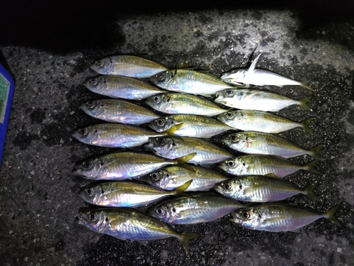 アジの釣果