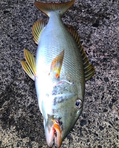 ムネアカクチビの釣果