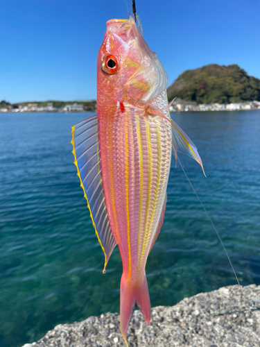 イトヨリダイの釣果