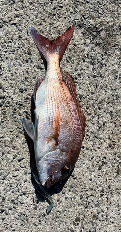 マダイの釣果