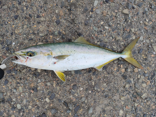 ハマチの釣果