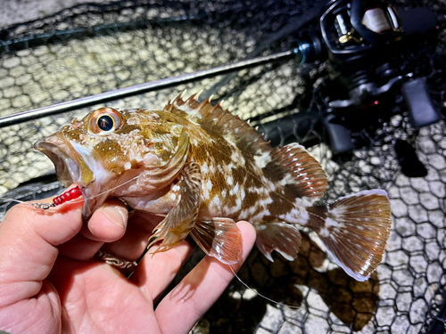 ガシラの釣果