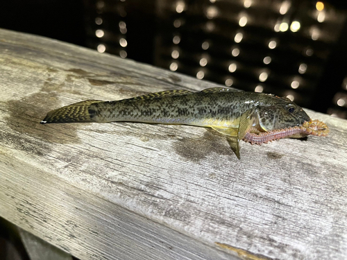 ハゼの釣果