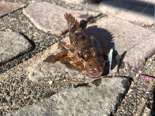 カサゴの釣果