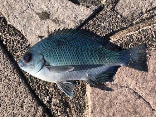 メジナの釣果