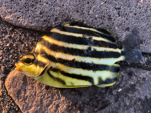 カゴカキダイの釣果