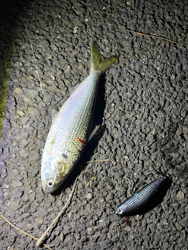 コノシロの釣果