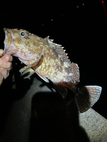 ガシラの釣果